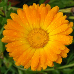 fiore dopo pioggia fiore dopo pioggia